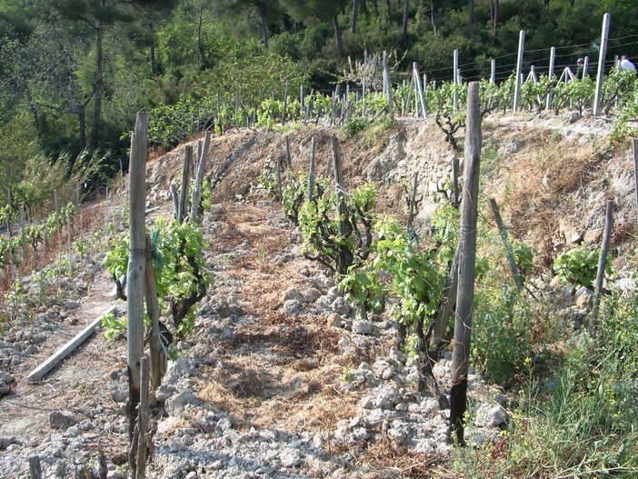Viticoltura in Liguria: chiusura del canale Ho.Re.Ca. pesa ma l'export segna +8,9% Viticoltura in Liguria: chiusura del canale Ho.Re.Ca. pesa ma l'export segna +8,9%
