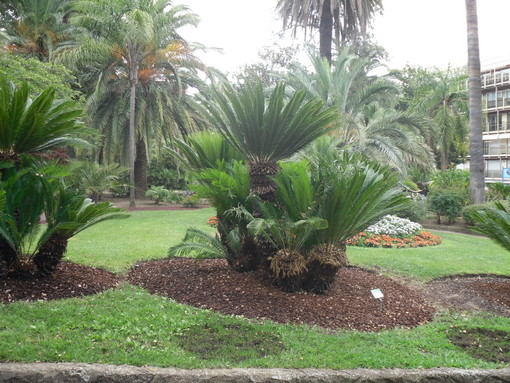 Alla scoperta dei parchi di Sanremo e del Museo del Fiore: un itinerario tra ficus, palme, araucarie ed altre specie esotiche