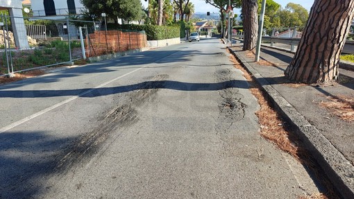 “Via Padre Semeria non ha bisogno di una guerra ai pini, ma di manutenzione seria”: la lettera di un residente “Via Padre Semeria non ha bisogno di una guerra ai pini, ma di manutenzione seria”: la lettera di un residente