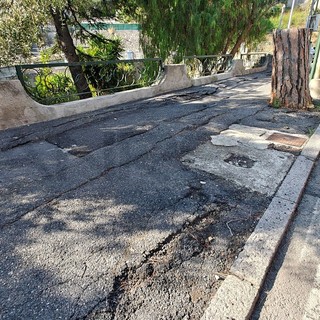 Sanremo: un lettore &quot;Difendiamo i pini di via Padre Semeria, il verde è vita. Abbatterli è la scelta sbagliata&quot;