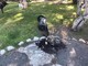 Un cestino nei giardini di Bordighera vandalizzato nei giorni scorsi