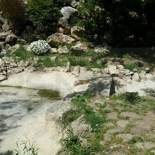 Dopo il tasso la tartaruga di Villa Ormond: morta oltre un mese fa nonostante le molte telefonate di un sanremese