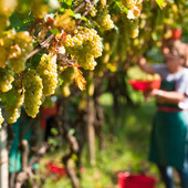 Raccolta anticipata della vendemmia, Coldiretti Liguria Coldiretti Liguria punta su innovazione e adattamento per affrontare le sfide attuali Raccolta anticipata della vendemmia, Coldiretti Liguria Coldiretti Liguria punta su innovazione e adattamento per affrontare le sfide attuali
