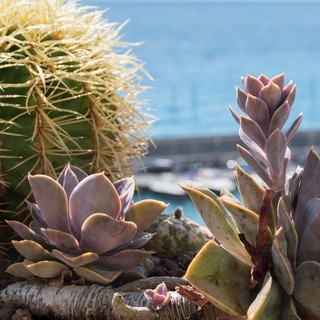 Bordighera: giovedì prossimo per le ‘Mattinate Fai d’inverno’ visite esclusive per le scuole con gli Apprendisti Ciceroni