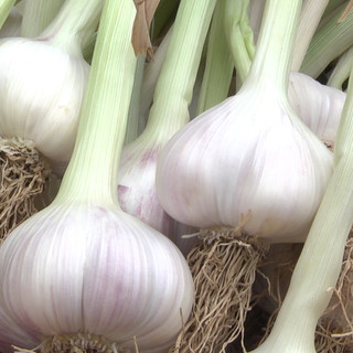 Aglio di Vessalico, una grande eccellenza del Ponente ligure indispensabile in cucina e nelle preparazioni gourmet