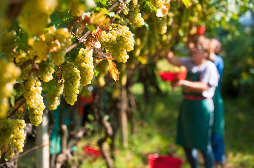 Raccolta anticipata della vendemmia, Coldiretti Liguria Coldiretti Liguria punta su innovazione e adattamento per affrontare le sfide attuali Raccolta anticipata della vendemmia, Coldiretti Liguria Coldiretti Liguria punta su innovazione e adattamento per affrontare le sfide attuali
