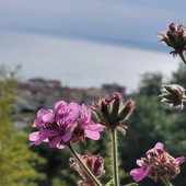 Visite guidate a Villa Mariani di Bordighera Visite guidate a Villa Mariani di Bordighera