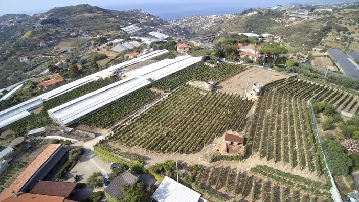 Sanremo: l'azienda vinicola 'Calvini' verrà insignita il 15 aprile di un prestigioso premio a Vinitaly