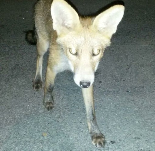 Taggia: una volpe stanotte alla rotonda vicino alla stazione, la foto della stessa di un mese fa
