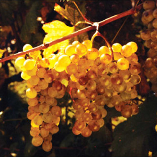 Diano Castello: sabato appuntamento con il Premio Vermentino