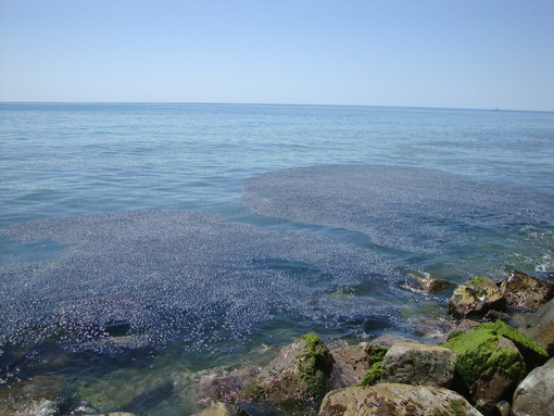 Riva Ligure: spiaggiamento di 'Velella Velella', la segnalazione (con foto) di un gruppo di amanti del mare Riva Ligure: spiaggiamento di 'Velella Velella', la segnalazione (con foto) di un gruppo di amanti del mare