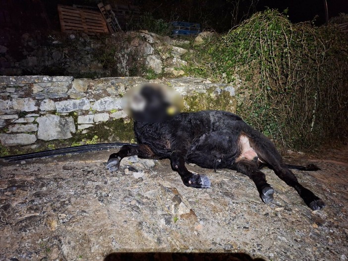 Verezzo, mucche lasciate libere: trovato un vitello morto in una vasca irrigua, cresce l’allarme tra i residenti