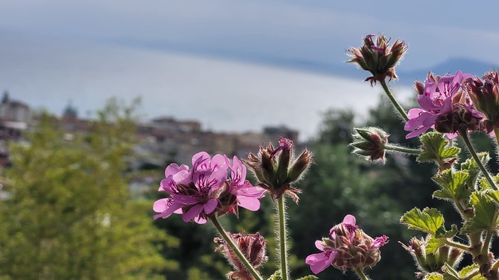Bordighera: Claude Monet rivive con “141 anni dopo” nel viaggio tra arte, storia e paesaggio