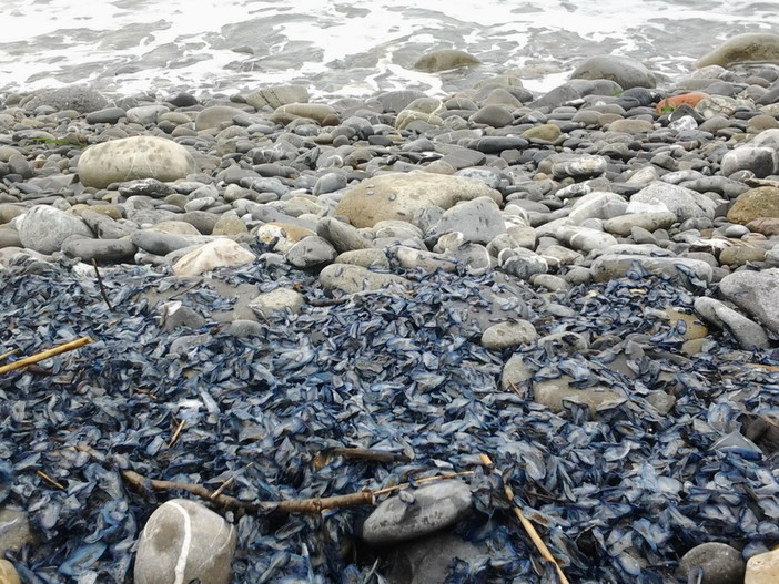 Spiaggiamento di 'Velella velella' sulla spiaggia Ex Bungalow di Riva Ligure, la segnalazione con foto di una lettrice