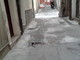 Sanremo: problemi alla pavimentazione di via Bezzecca, le lamentele di un lettore Sanremo: problemi alla pavimentazione di via Bezzecca, le lamentele di un lettore