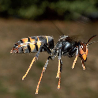 Proteggere apicoltura e biodiversità, Regione Liguria in prima linea nella lotta contro la Vespa velutina