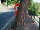 Vallecrosia: netto calo delle velocità sulle strade dove sono stati posizionati i 'Velo Ok' per la campagna 'AttentaMente'