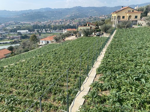 Dianese: visita del vice Sindaco Za Garibaldi e del presidente Enrico Lupi al 'Colle degli Ulivi' (Foto) Dianese: visita del vice Sindaco Za Garibaldi e del presidente Enrico Lupi al 'Colle degli Ulivi' (Foto)