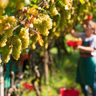 Raccolta anticipata della vendemmia, Coldiretti Liguria Coldiretti Liguria punta su innovazione e adattamento per affrontare le sfide attuali Raccolta anticipata della vendemmia, Coldiretti Liguria Coldiretti Liguria punta su innovazione e adattamento per affrontare le sfide attuali