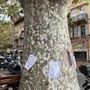 Ventimiglia, Italia Nostra Ponente Ligure guarda alle nuove linee guida di CONAF: "L'abbattimento di alberi è un trauma per cittadini e ambiente" Ventimiglia, Italia Nostra Ponente Ligure guarda alle nuove linee guida di CONAF: "L'abbattimento di alberi è un trauma per cittadini e ambiente"