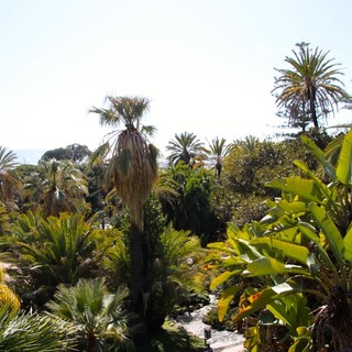Sanremo: staticità e salute del verde pubblico, affidato l’incarico per il censimento di 151 tra alberi e palme