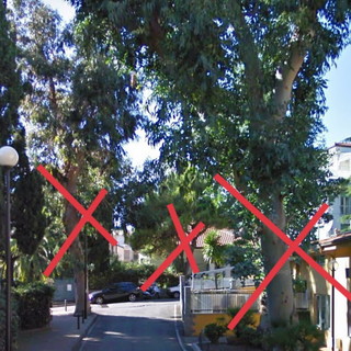 Sanremo: abbattimento di un eucaliptus in via Scoglio, il PAT "Immaginatela spoglia e arsa dal sole" (Foto) Sanremo: abbattimento di un eucaliptus in via Scoglio, il PAT "Immaginatela spoglia e arsa dal sole" (Foto)