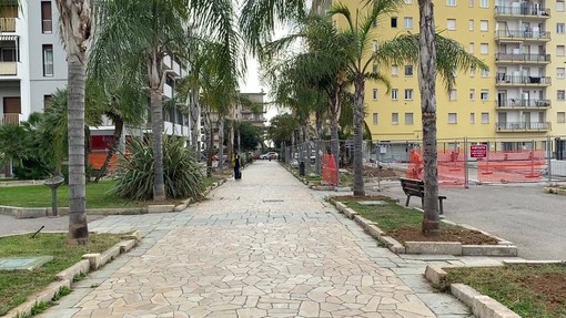Arma di Taggia: prosegue l'opera di sostituzione delle palme abbattute, presto 14 nuovi esemplari nel viale Arma di Taggia: prosegue l'opera di sostituzione delle palme abbattute, presto 14 nuovi esemplari nel viale