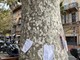 Ventimiglia, Italia Nostra Ponente Ligure guarda alle nuove linee guida di CONAF: "L'abbattimento di alberi è un trauma per cittadini e ambiente" Ventimiglia, Italia Nostra Ponente Ligure guarda alle nuove linee guida di CONAF: "L'abbattimento di alberi è un trauma per cittadini e ambiente"