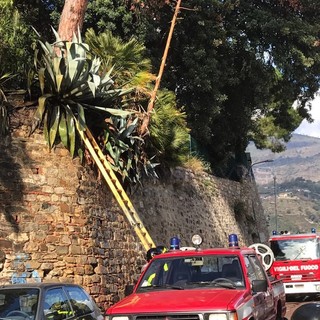 Vento forte su tutta la provincia: serie di interventi a Sanremo ed Imperia per tettoie ed insegne divelte Vento forte su tutta la provincia: serie di interventi a Sanremo ed Imperia per tettoie ed insegne divelte