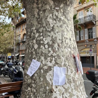 Ventimiglia, Italia Nostra Ponente Ligure guarda alle nuove linee guida di CONAF: "L'abbattimento di alberi è un trauma per cittadini e ambiente"
