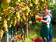 Raccolta anticipata della vendemmia, Coldiretti Liguria Coldiretti Liguria punta su innovazione e adattamento per affrontare le sfide attuali Raccolta anticipata della vendemmia, Coldiretti Liguria Coldiretti Liguria punta su innovazione e adattamento per affrontare le sfide attuali