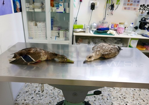 I volatili esaminati