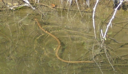Ventimiglia: segnalate alcune vipere alla foce del Roya dopo la 'piena' dei giorni scorsi