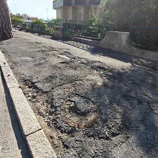 Sanremo: non si placa la discussione sui pini marittimi di via Padre Semeria, la Lipu insiste "Il problema è reale ma è risolvibile"