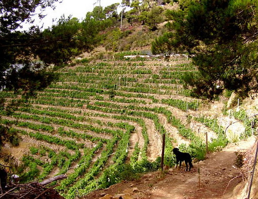 Troppa pioggia nei primi mesi del 2013: è a rischio la produzione del vino nell'imperiese