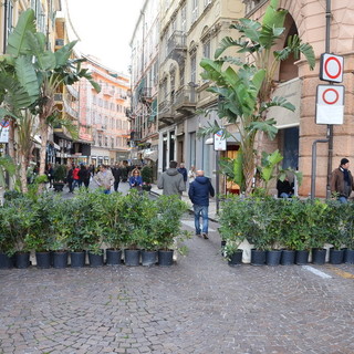 Sanremo: ecco le piante promesse ieri già montate a 'copertura' dei new jersey di cemento in centro (Foto)
