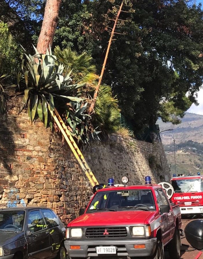 Vento forte su tutta la provincia: serie di interventi a Sanremo ed Imperia per tettoie ed insegne divelte Vento forte su tutta la provincia: serie di interventi a Sanremo ed Imperia per tettoie ed insegne divelte