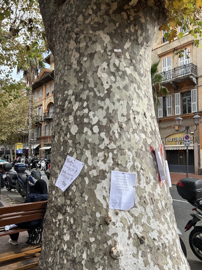 Ventimiglia, Italia Nostra Ponente Ligure guarda alle nuove linee guida di CONAF: "L'abbattimento di alberi è un trauma per cittadini e ambiente" Ventimiglia, Italia Nostra Ponente Ligure guarda alle nuove linee guida di CONAF: "L'abbattimento di alberi è un trauma per cittadini e ambiente"
