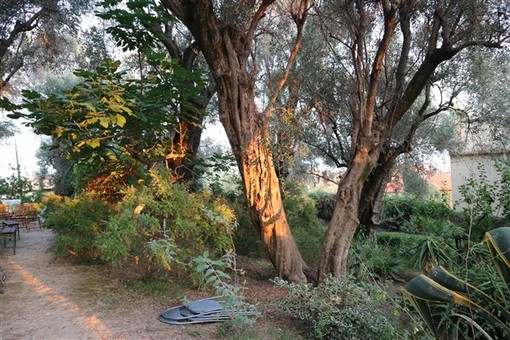 Bordighera, domani una visita guidata a villa Mariani