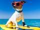 Vacanze pet-friendly in Puglia e Sardegna: le migliori spiagge cani estive
