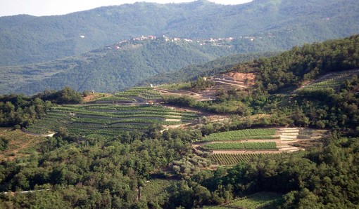 I vigneti dell'azienda