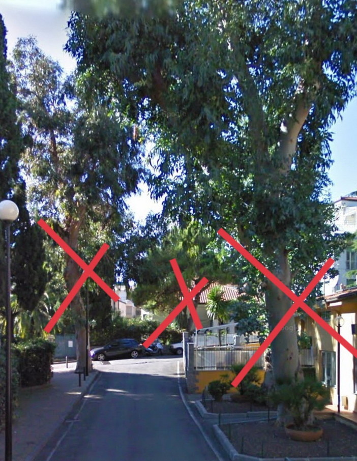 Sanremo: abbattimento di un eucaliptus in via Scoglio, il PAT "Immaginatela spoglia e arsa dal sole" (Foto)