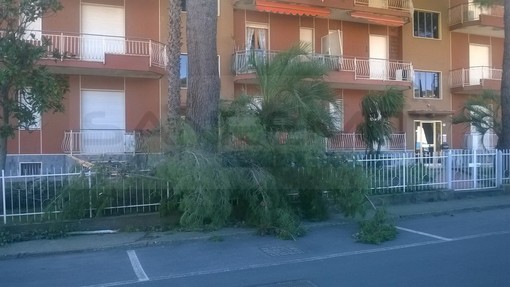 Diano Marina: danni anche nella città degli aranci per il forte vento che imperversa in riviera