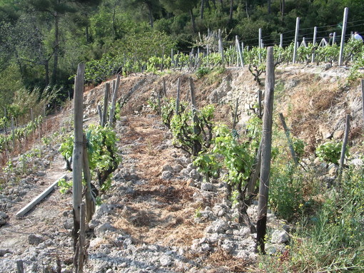 Viticoltura in Liguria: chiusura del canale Ho.Re.Ca. pesa ma l'export segna +8,9%