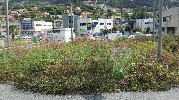 Camporosso: l'opposizione consiliare contesta la gestione del verde da parte dell'Amministrazione Gibelli Camporosso: l'opposizione consiliare contesta la gestione del verde da parte dell'Amministrazione Gibelli