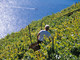 La Liguria e i suoi vini protagonisti a novembre al congresso di Bordeaux