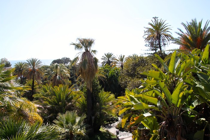 Sanremo: staticità e salute del verde pubblico, affidato l’incarico per il censimento di 151 tra alberi e palme
