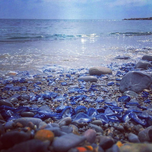 Tornano sulle coste della nostra provincia le 'Barchette di San Giovanni': sono sintomo di mare pulito (Foto)