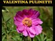 La fotografa Valentina Pulinetti espone i fiori di Liguria più belli a Imperia