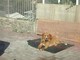 Sanremo: la cagnolina Wendy è ritornata a casa in zona Borgo Sanremo: la cagnolina Wendy è ritornata a casa in zona Borgo